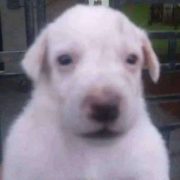 Meet your Posher, Lily - Picture 1 of 1